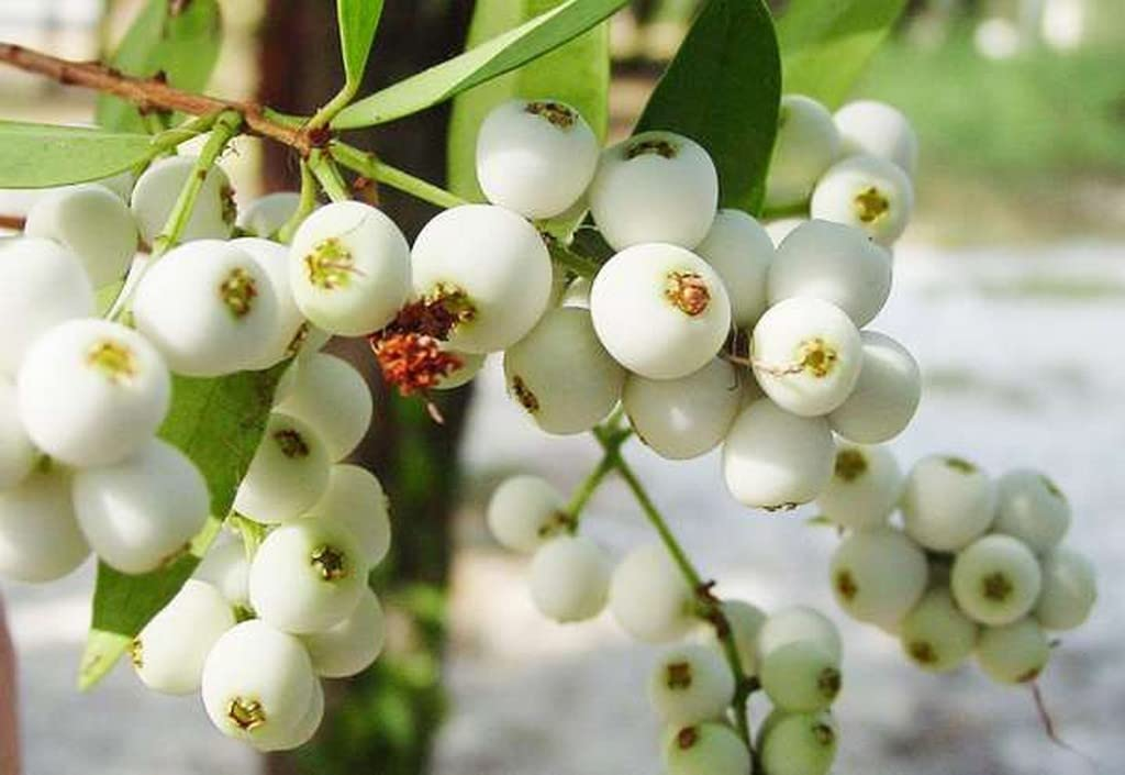 Cat Eye Berry 1.5ft